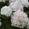 Hortensia blanc