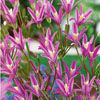 Triteleia Babylon