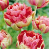 Tulipe Renown