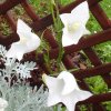 Campanule