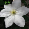 Clématite blanche