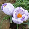 Crocus