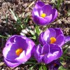 Crocus