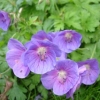 Géranium