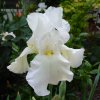 Iris blanc