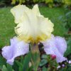 Iris mauve-jaune