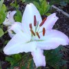 Lys blanc