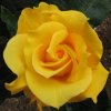 Midas Touch