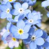 Myosotis