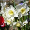 Narcisse
