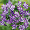 Triteleia Rudy
