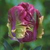 Tulipe rai