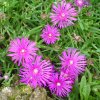 Delosperma
