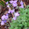 Aubriète bleu