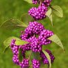 Callicarpa