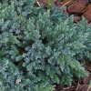 Juniperus