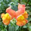 Muflier orange