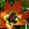 Tulipes