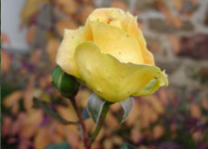 les dernières fleurs de l'année pour Midas Touch