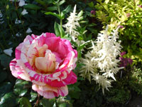 les dernières fleurs de l'année pour Midas Touch