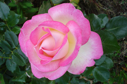 Princesse de Monaco