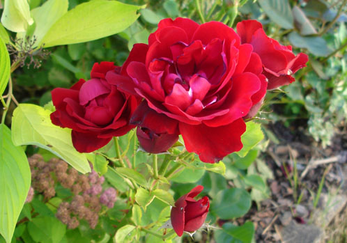 rosier inconnu