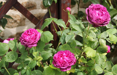 Reine des Violettes