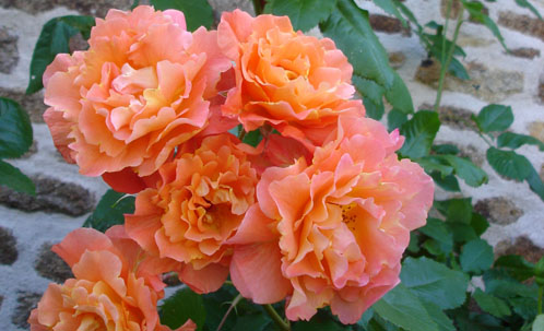Westerland
