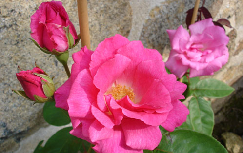 Zephirine Drouhin